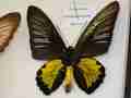 Troides plateni gynandromorph (Internet Image property of respective owner, non-commercial use only)
